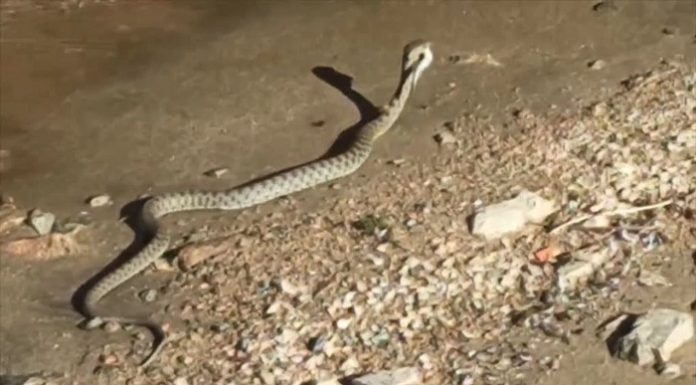 📽️Yaşam kavgası. Yılanın balık avı kamerada