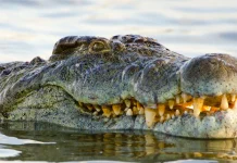 📽️10.000 yavruya sahip dev timsah Henry, 124. yaş gününü kutluyor