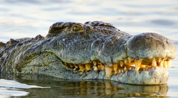 📽️10.000 yavruya sahip dev timsah Henry, 124. yaş gününü kutluyor