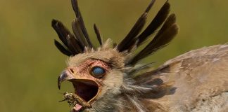 Bir fotoğrafta, Sekreter Kuşu’nun havadaki çekirgeyi kaparken gizli 3. göz kapağını kapattığı an yakalandı