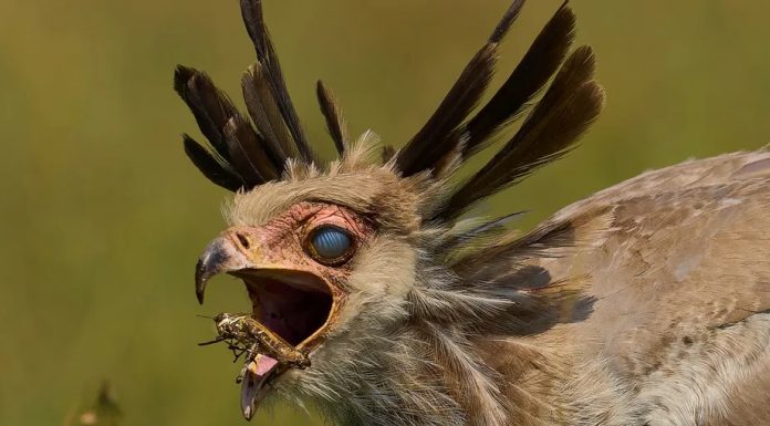 Bir fotoğrafta, Sekreter Kuşu’nun havadaki çekirgeyi kaparken gizli 3. göz kapağını kapattığı an yakalandı