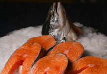 Norveç somon balığında ‘Balık Biti”!