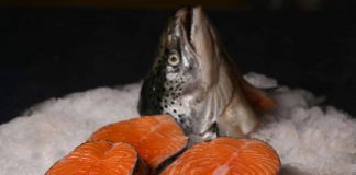 Norveç somon balığında ‘Balık Biti”!