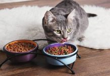 İçeriğinde ‘Salmonella’ tespit edildi. Hayvanseverler aman dikkat! Ünlü kedi markası Türkiye ve Dünya genelinde toplatılıyor