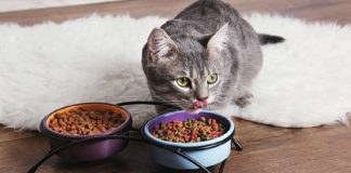 İçeriğinde ‘Salmonella’ tespit edildi. Hayvanseverler aman dikkat! Ünlü kedi markası Türkiye ve Dünya genelinde toplatılıyor