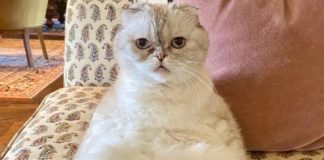 Huzurlarınızda dünyanın en zengin kedisi, ‘Olivia Benson’