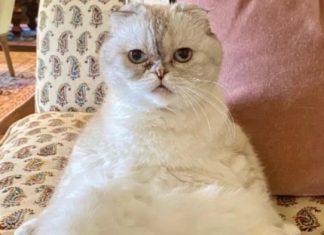Huzurlarınızda dünyanın en zengin kedisi, ‘Olivia Benson’