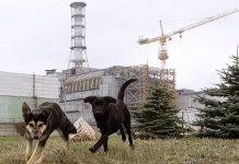 Çernobil nükleer felaketinin yakınında yaşayan köpekler mutasyona uğrayarak yeni bir süper güç geliştirdiler