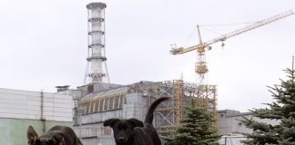 Çernobil nükleer felaketinin yakınında yaşayan köpekler mutasyona uğrayarak yeni bir süper güç geliştirdiler
