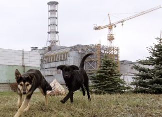 Çernobil nükleer felaketinin yakınında yaşayan köpekler mutasyona uğrayarak yeni bir süper güç geliştirdiler