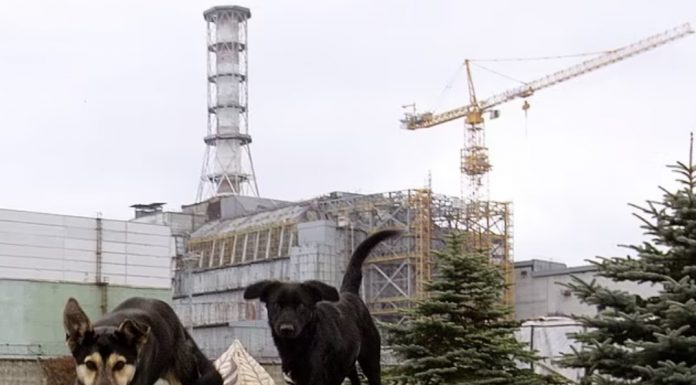 Çernobil nükleer felaketinin yakınında yaşayan köpekler mutasyona uğrayarak yeni bir süper güç geliştirdiler