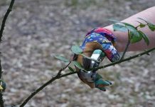 Zamanı geldi. İşte, Aralık ayında budanması gereken bitkiler…