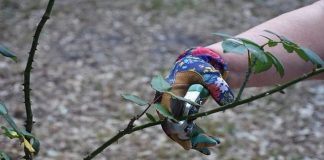 Zamanı geldi. İşte, Aralık ayında budanması gereken bitkiler…