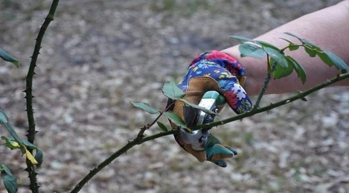 Zamanı geldi. İşte, Aralık ayında budanması gereken bitkiler…