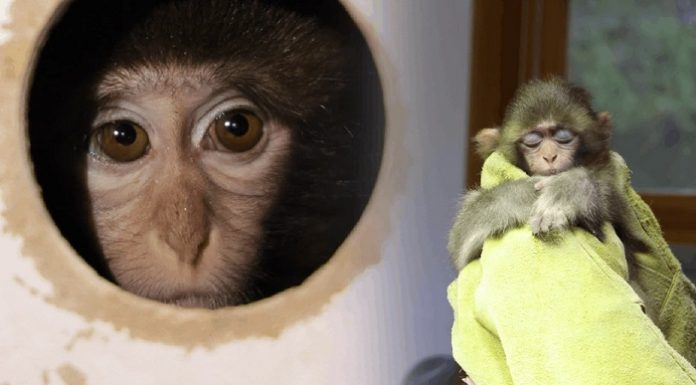 Gözlerindeki korku kalp sızlattı. İstanbul’dan sonra vicdansızlığın adresi Antalya; Minik kutuda saatlerce hapsedildi