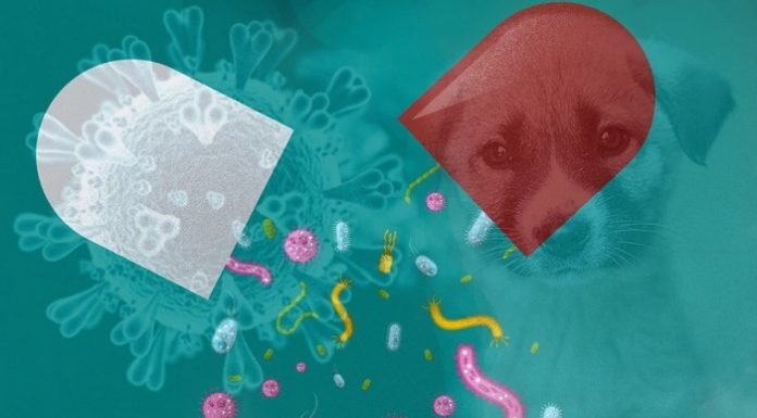 İnsanlarda belirli enfeksiyonların tedavisi için ayrılmış bazı antimikrobiyal madde gruplarının hayvanlarda kullanımı yasaklandı!