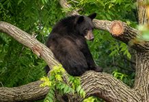 Virginia’da bir avcı, ağaçta vurulan ayının üzerine düşmesi sonucu hayatını kaybetti