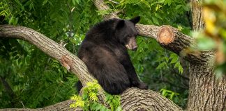 Virginia’da bir avcı, ağaçta vurulan ayının üzerine düşmesi sonucu hayatını kaybetti