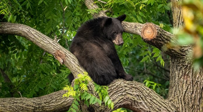 Virginia’da bir avcı, ağaçta vurulan ayının üzerine düşmesi sonucu hayatını kaybetti