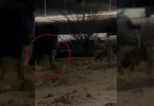 Yaşam mücadelesi. Edirne’de aç kalan tilkiler şehre indi!