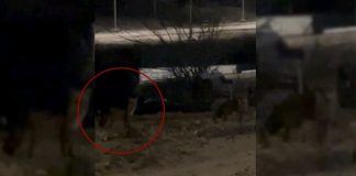 Yaşam mücadelesi. Edirne’de aç kalan tilkiler şehre indi!