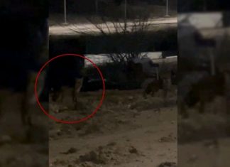 Yaşam mücadelesi. Edirne’de aç kalan tilkiler şehre indi!