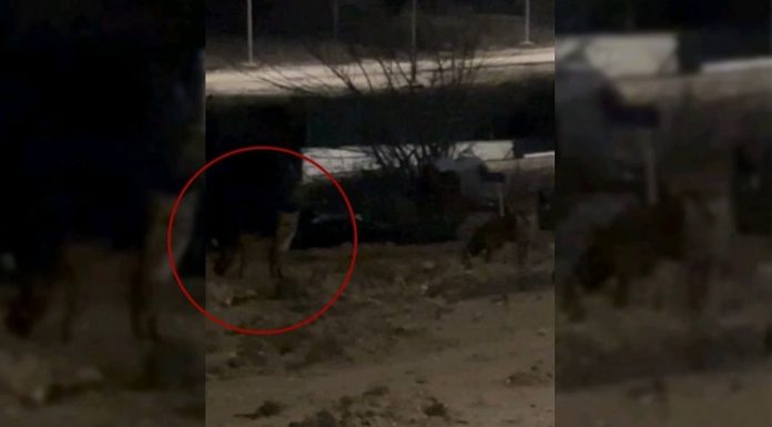 Yaşam mücadelesi. Edirne’de aç kalan tilkiler şehre indi!