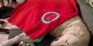 Kışın soğuğunda sıcak görüntüler. Islanıp üşüyen köpeği cafe’lerinde misafir ettiler
