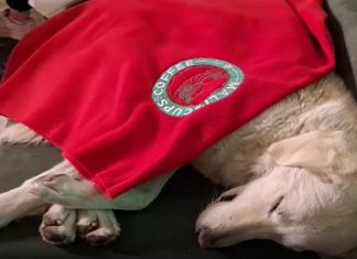 Kışın soğuğunda sıcak görüntüler. Islanıp üşüyen köpeği cafe’lerinde misafir ettiler