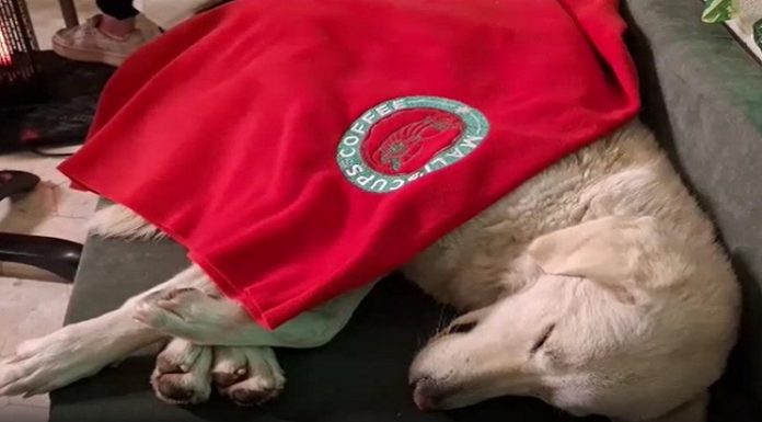 Kışın soğuğunda sıcak görüntüler. Islanıp üşüyen köpeği cafe’lerinde misafir ettiler