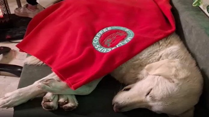 hatay cafe çalışanşarı köpeği misafir etti