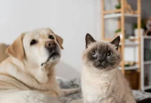 Evde evci hayvan beslemek izne bağlandı!