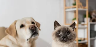 Evde evci hayvan beslemek izne bağlandı!