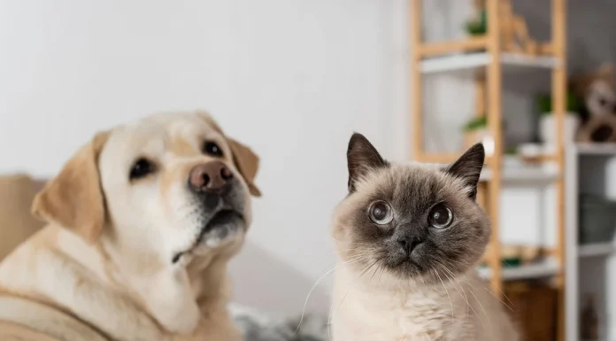 Evde evci hayvan beslemek izne bağlandı!