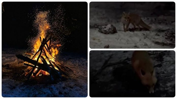 karabük kampta tilki