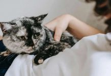 Şehir efsanesi mi, gerçek mi? Kediler sahibinin ağrılı yerine yatması iyileştirme hissi mi, keyfi mi?