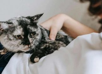 Şehir efsanesi mi, gerçek mi? Kediler sahibinin ağrılı yerine yatması iyileştirme hissi mi, keyfi mi?