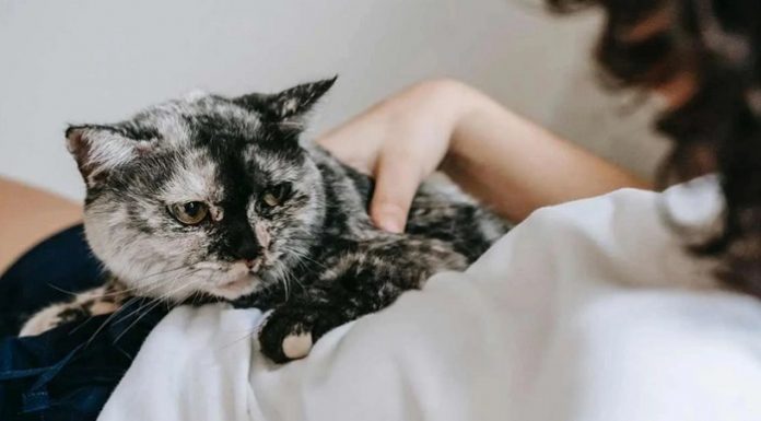 Şehir efsanesi mi, gerçek mi? Kediler sahibinin ağrılı yerine yatması iyileştirme hissi mi, keyfi mi?