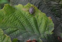 Bakanlığa acil önlem çağrısı. Tarımın felaketi olacak o böcek şimdi Akdeniz’e sıçradı, yakında tüm Türkiye’ye yayılacak!