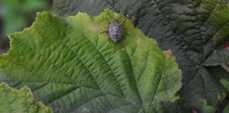 Bakanlığa acil önlem çağrısı. Tarımın felaketi olacak o böcek şimdi Akdeniz’e sıçradı, yakında tüm Türkiye’ye yayılacak!