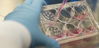 Çalışma: Beyin Hücreleri Uzayda Daha Hızlı Olgunlaşıyor Ve Daha Sağlıklı Kalıyor!