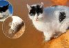 Yürekleri sızlatmıştı. Buz tutan ve termal suya patileri sokup ısınmaya çalışan kedi, yaşamını yitirdi!