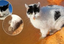 Yürekleri sızlatmıştı. Buz tutan ve termal suya patileri sokup ısınmaya çalışan kedi, yaşamını yitirdi!