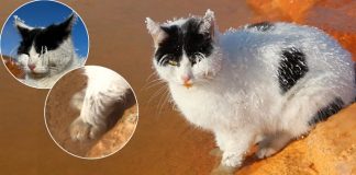 Yürekleri sızlatmıştı. Buz tutan ve termal suya patileri sokup ısınmaya çalışan kedi, yaşamını yitirdi!