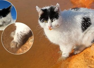 Yürekleri sızlatmıştı. Buz tutan ve termal suya patileri sokup ısınmaya çalışan kedi, yaşamını yitirdi!