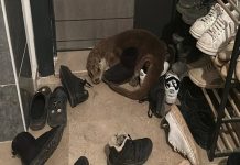 📽️Nesli tükenme tehlikesi olan hayvan, Sivas’ta apartmanda ortaya çıktı!