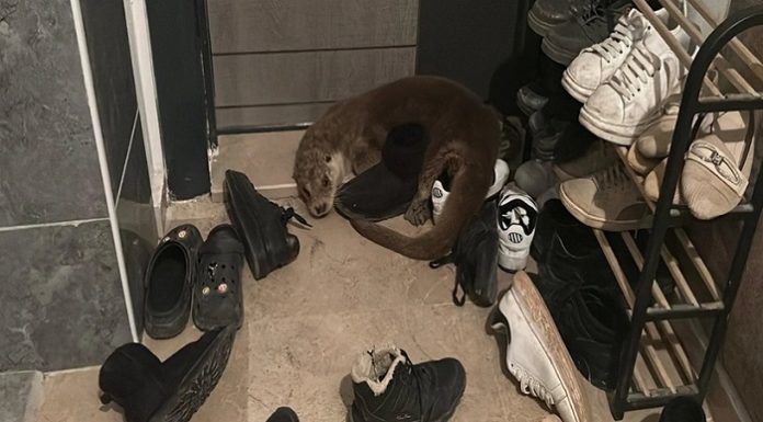 📽️Nesli tükenme tehlikesi olan hayvan, Sivas’ta apartmanda ortaya çıktı!