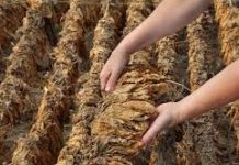 Tütün üretim ücretleri belli oldu