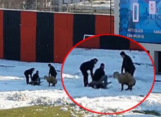 Maç sırasında kale arkasında olanlar, yok artık dedirtti!