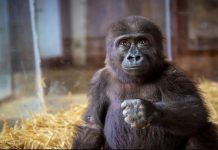 Bebek goril Zeytin dünya medyasında.